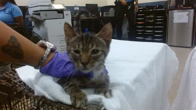 Joe - Domestic Short Hair