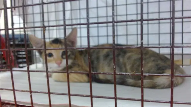 Unknown - Domestic Short Hair