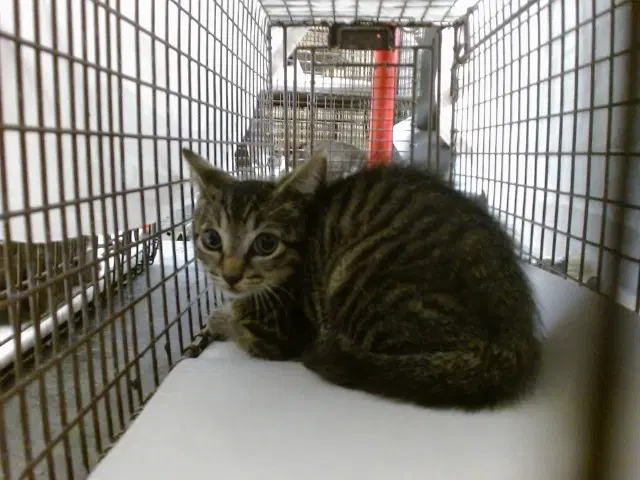 Unknown - Domestic Short Hair