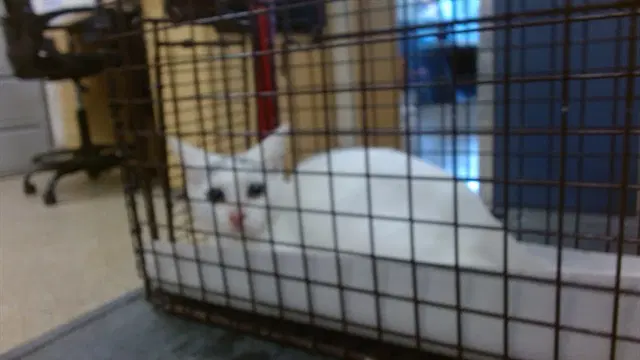 Unknown - Domestic Short Hair