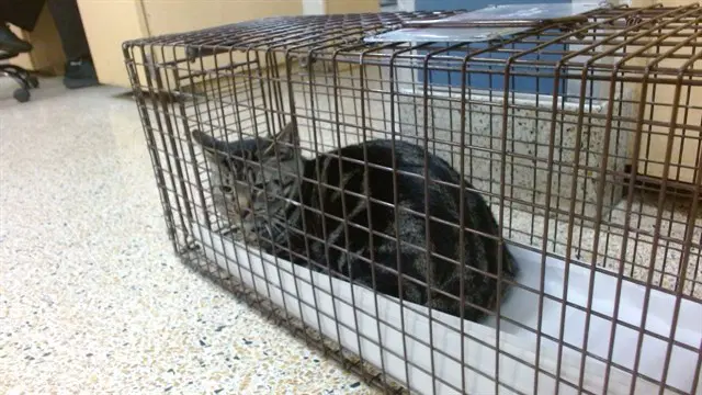 Garfield - Domestic Short Hair