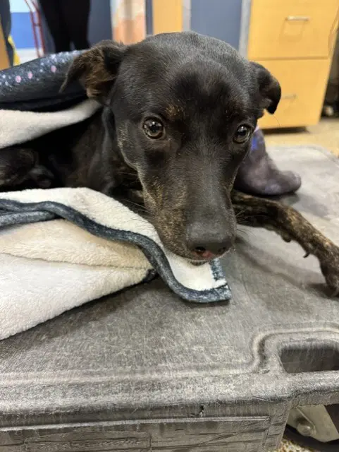 Bobby - Whippet