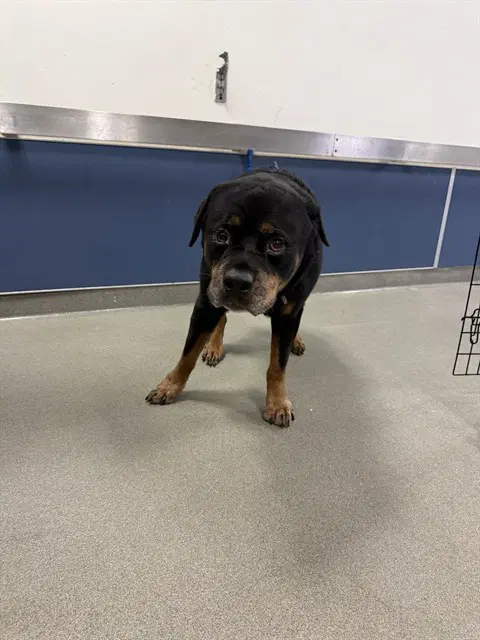 Bear - Rottweiler