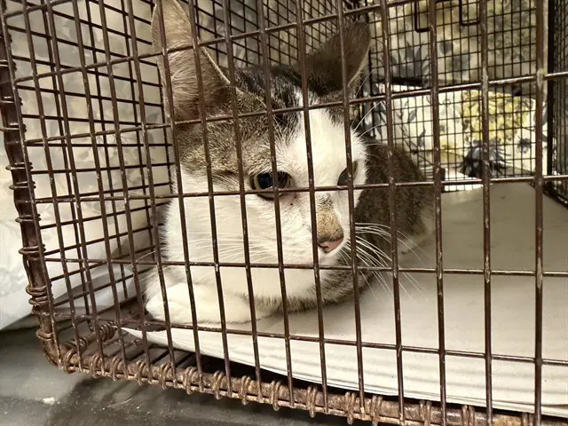 Panza - Domestic Short Hair