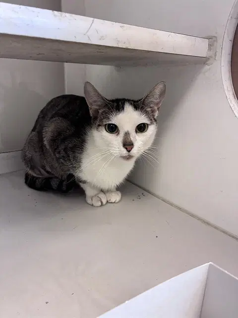 Panza - Domestic Short Hair