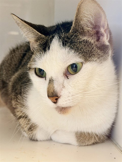 PANZA, a cat for adoption from Miami Dade Animal Services