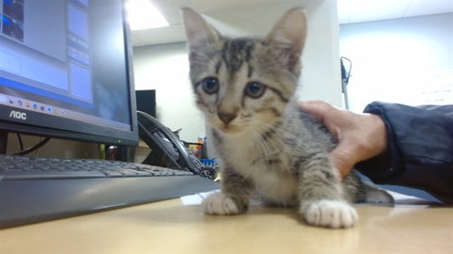 MAVIS, a cat for adoption from Miami Dade Animal Services