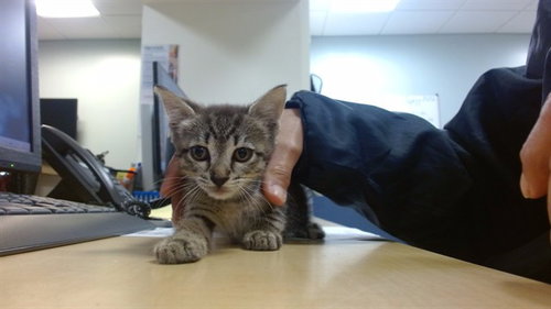 WINNY, a cat for adoption from Miami Dade Animal Services