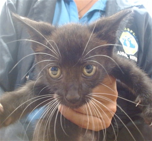 LOU, a cat for adoption from Miami Dade Animal Services