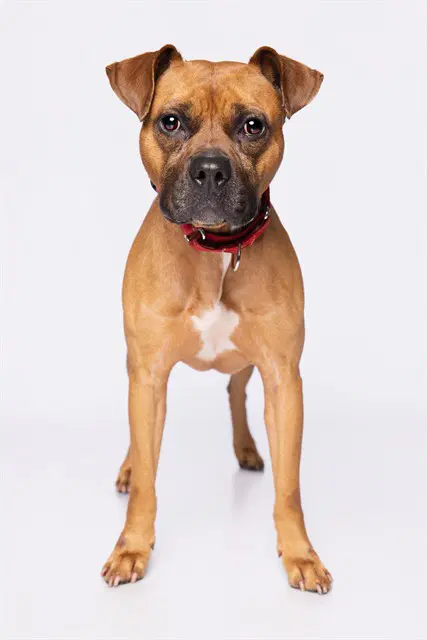 Rolly - Boxer