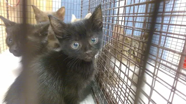 Galaxy - Domestic Short Hair