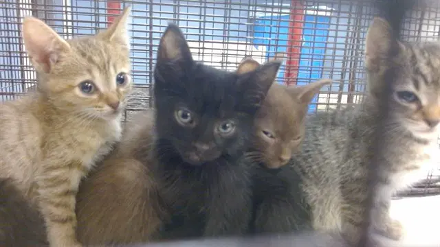 Triumph - Domestic Short Hair