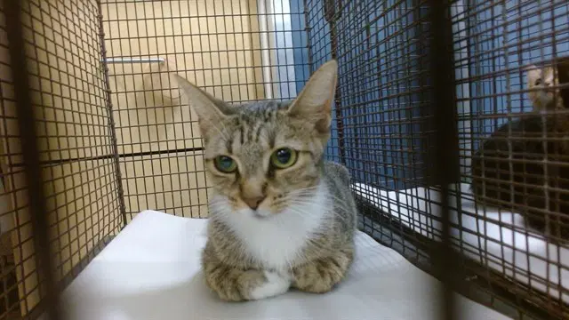 Momacita - Domestic Short Hair