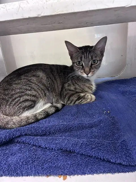 Momacita - Domestic Short Hair