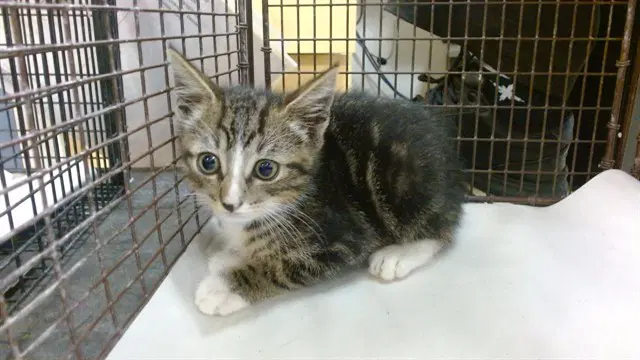 Jeremy - Domestic Short Hair