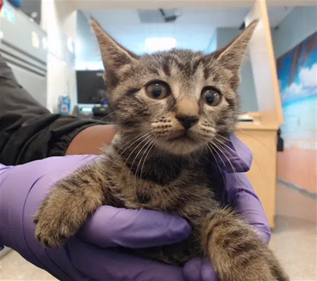 Sage - Domestic Short Hair