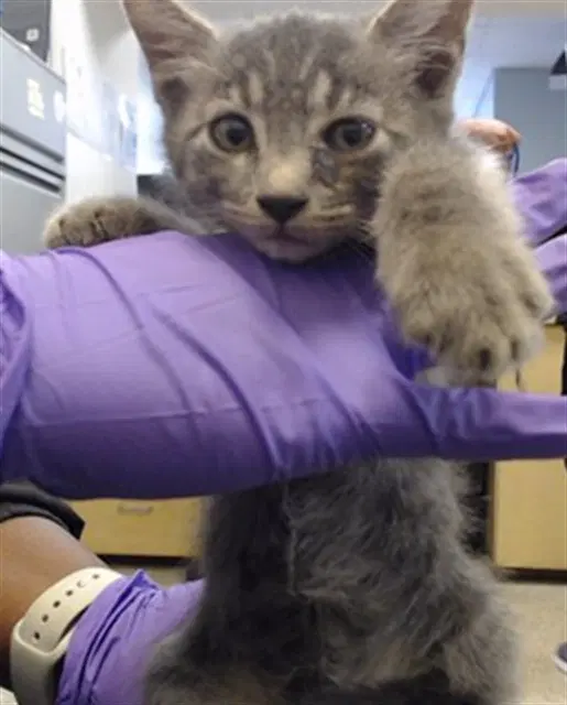 Indigo - Domestic Short Hair