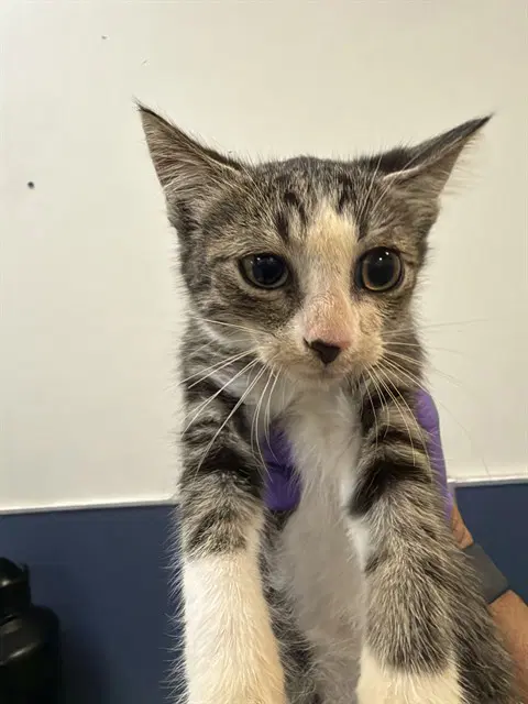 Marvin - Domestic Short Hair