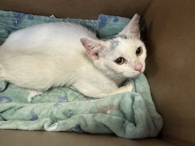 Storm - Domestic Short Hair