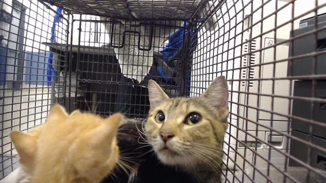 Asia - Domestic Short Hair