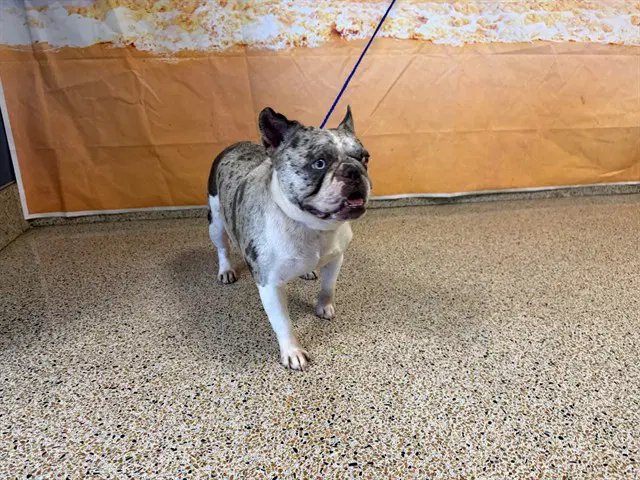 Petunia - French Bulldog