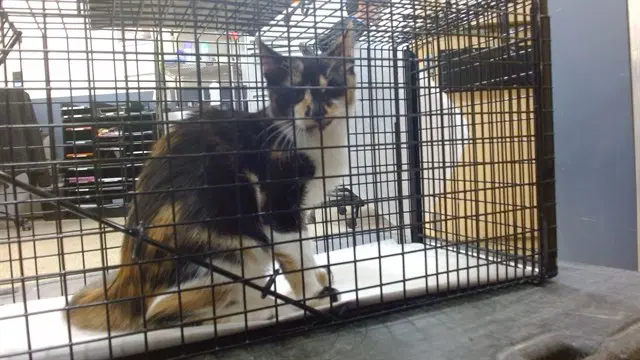 Wilamina - Domestic Short Hair