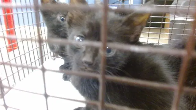 Snikers - Domestic Short Hair