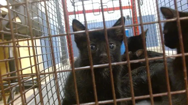 Watchamacallit - Domestic Short Hair