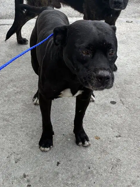 Raul - Pit Bull Terrier