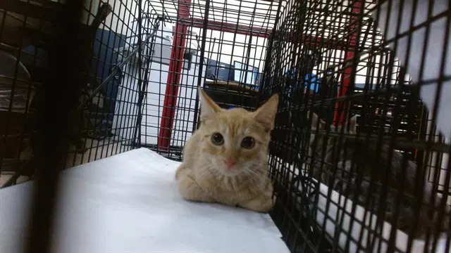Orange - Domestic Short Hair