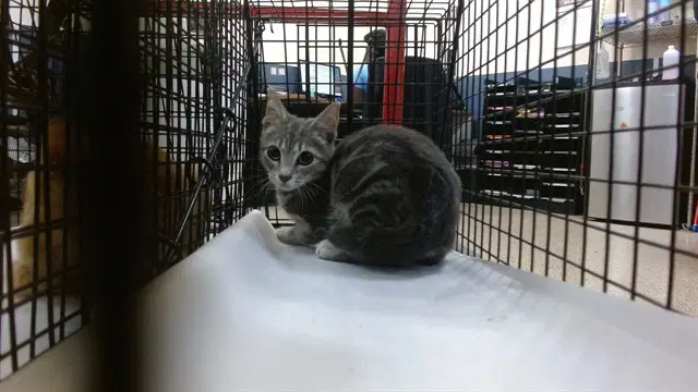 Midnight - Domestic Short Hair