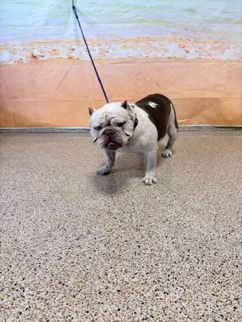 Betty - English Bulldog