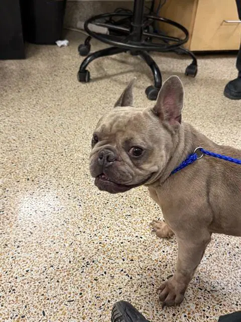 Tropical - French Bulldog