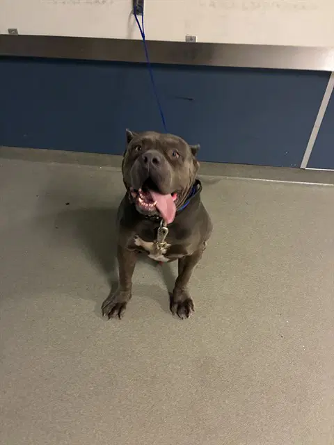 Rocket - American Bulldog