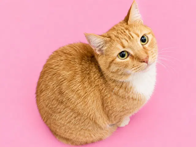 Luna - Domestic Short Hair