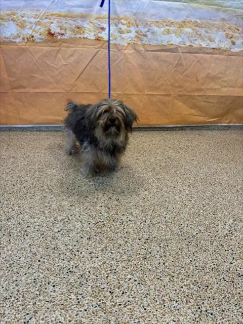 Benji - Yorkshire Terrier Yorkie