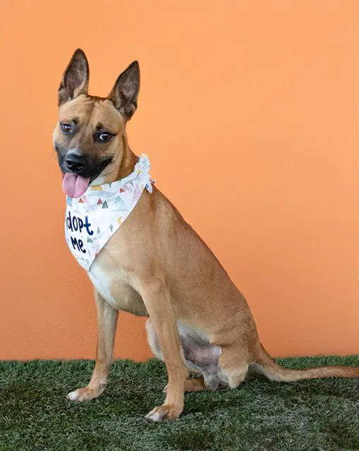Tango - Belgian Shepherd Malinois