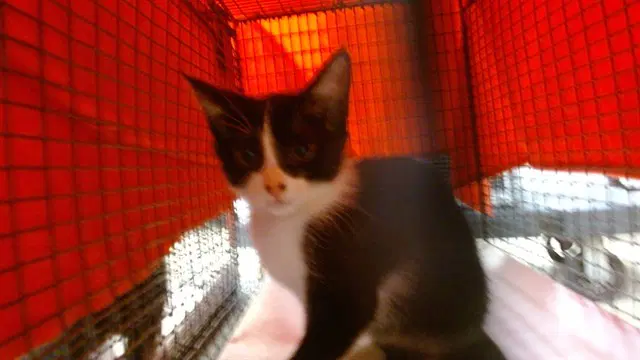 Cookie - Domestic Short Hair