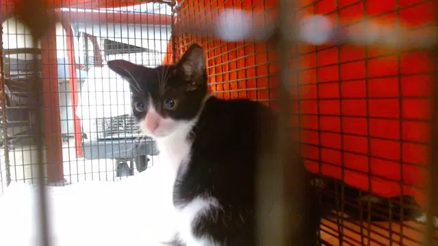 Oreo - Domestic Short Hair