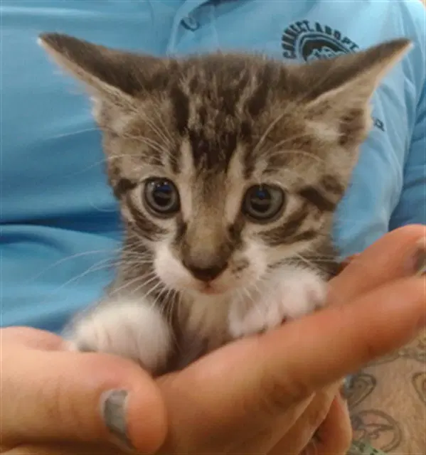 Zeuz - Domestic Short Hair