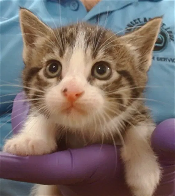 Poseidon - Domestic Short Hair