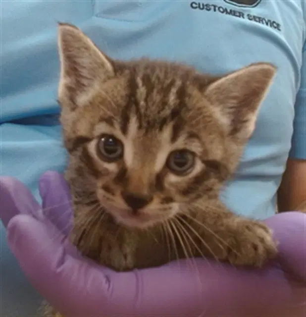 Kratos - Domestic Short Hair