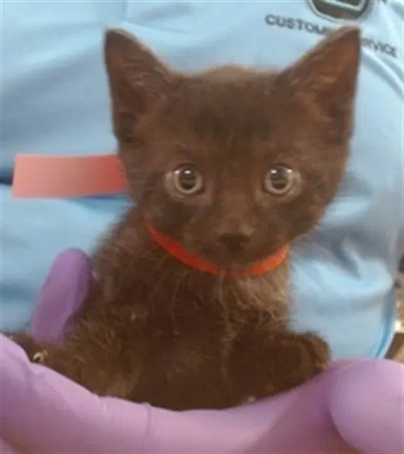 Hades - Domestic Short Hair