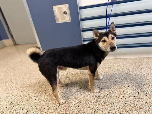 Shiba - Shiba Inu