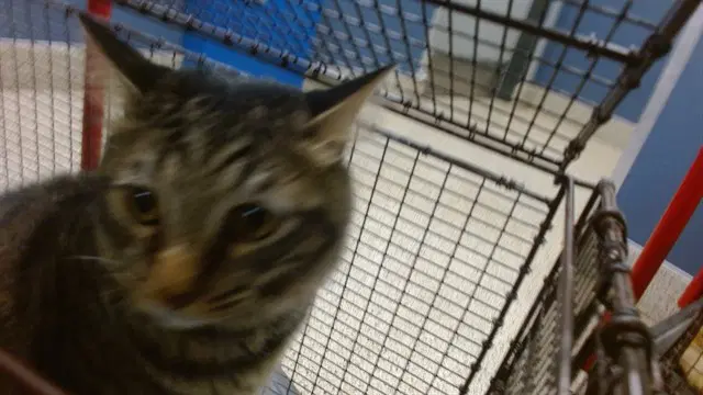 Jizzle - Domestic Short Hair