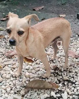 Bean - Chihuahua