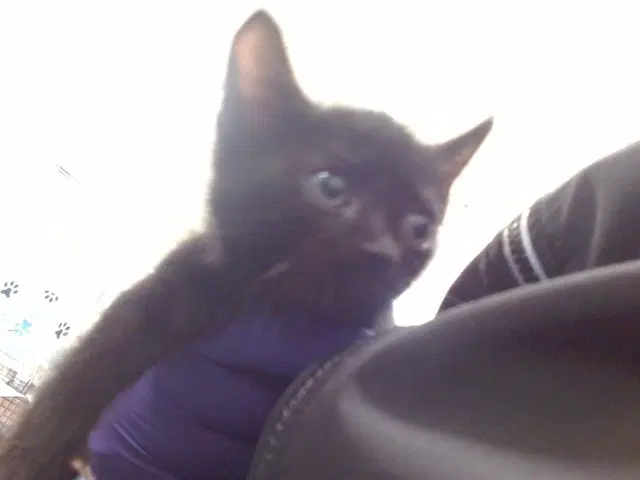 Binx - Domestic Short Hair