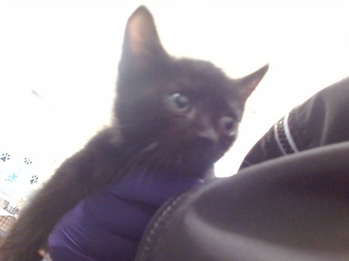 BINX, a cat for adoption from Miami Dade Animal Services