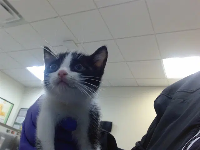 Braveheart - Domestic Short Hair