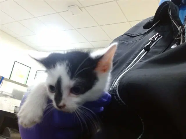 Squeek - Domestic Short Hair